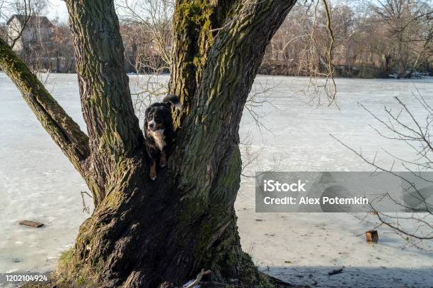 Zennenhund Belgian Mountain Dog Playing Outdoor Climbing A Tree In The Sunny Day In Early Spring Stock Photo - Download Image Now