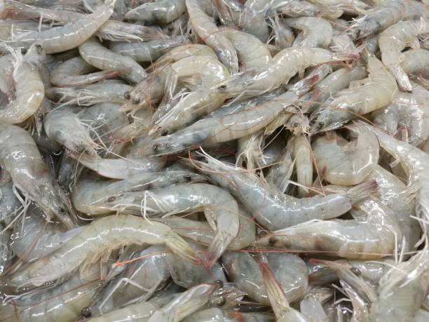 shrimp