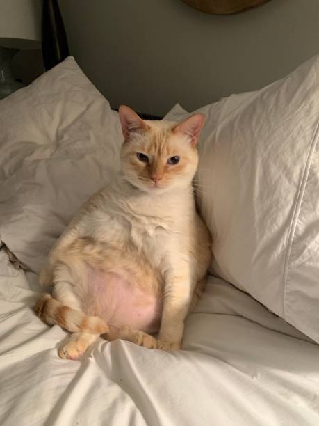 Fat cat Lounging fat cat chubby cat stock pictures, royalty-free photos & images