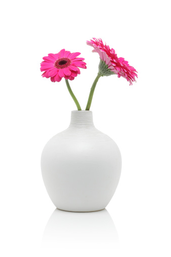 Two pink gerbera flowers in white vase, isolated on white