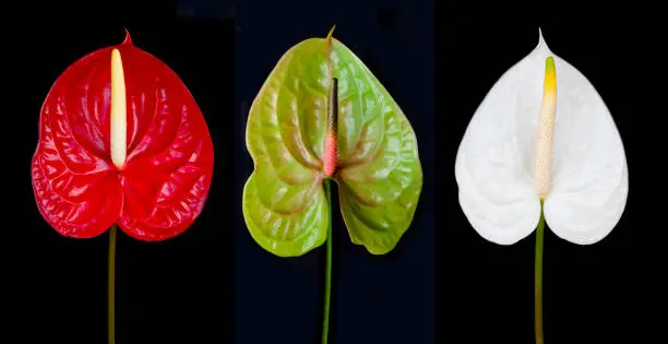 Photo of Isolated red, green and white Anthurium andraeanum (Flamingo flower) on black background front view