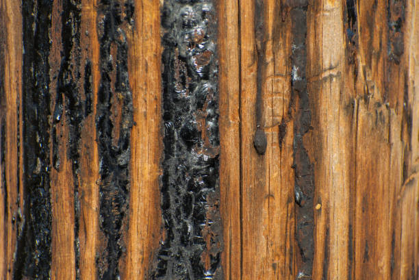 texture naturelle. écorce d'arbre - bark elm tree oak tree wood photos et images de collection