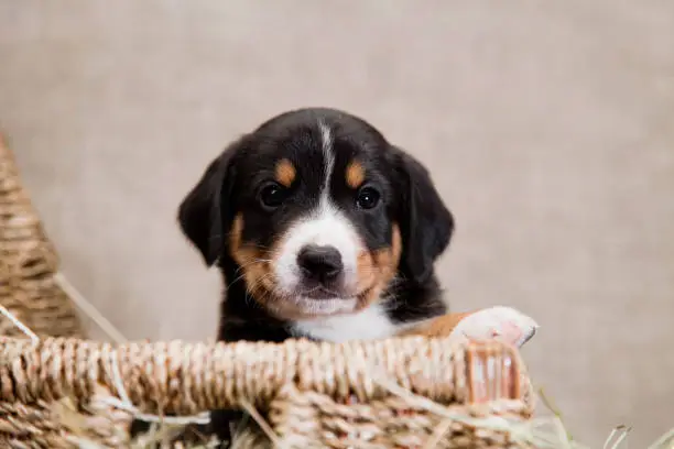 Photo of puppy of Swiss breed Entlebücher Sennenhund peeps from a basket indoors on a burlap in the studio