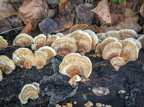 Picture of a group of mushrooms on a tree trunk during the day in autumn