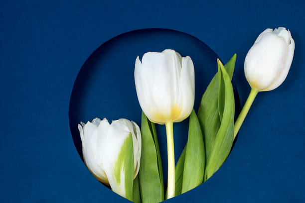 istock View from above tulips and gift box with copy space. Background for womens day, 8 March Valentines day, 14 february. Flat lay style, top view, mockup, template, overhead. 1202108013