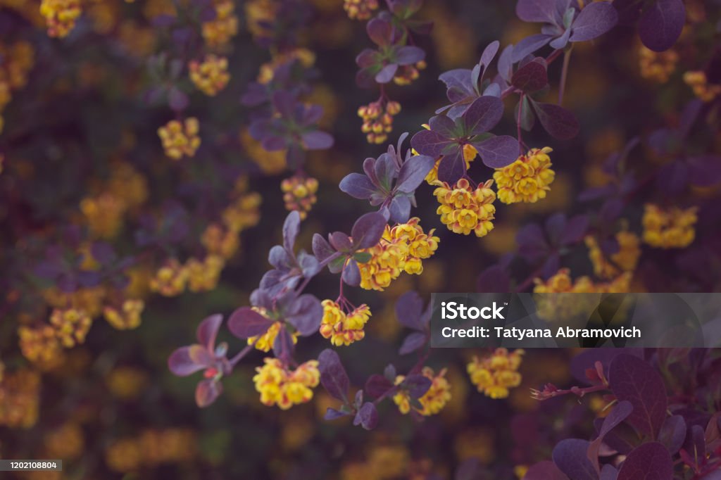 Hermosas Flores Amarillas En Flor Junto A Un Arbusto Con Hojas Moradas Planta De Barberry Ottawensis Auricoma Foto de stock y más banco de imágenes de Acariciar - iStock Hermosas Flores Amarillas En Flor Junto A Un Arbusto Con Hojas Moradas Planta De Barberry Ottawensis Auricoma Foto de stock y más banco de imágenes de Acariciar - iStock