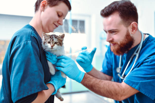 vets administrer le vaccin pour kitty mignon - administering photos et images de collection