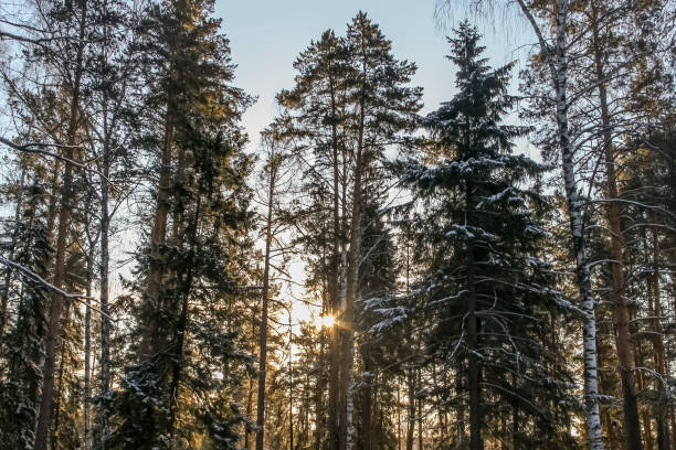 istock Yellow sun with bright rays makes its way in the winter forest 1202109760