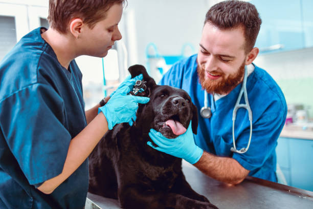 istock Vets Checking Dog's Ears For Infection 1202109817