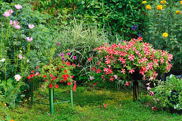 istock blooming flowers in garden 120210994