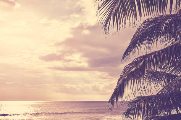 istock Palm tree leaves at sunset with seascape in background. 1202110377