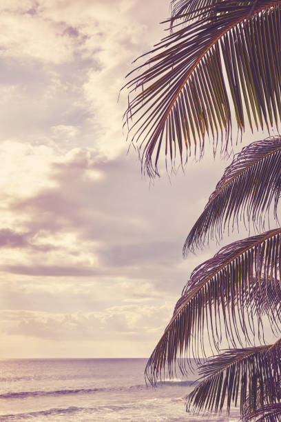 istock Palm tree leaves at sunset with seascape in background. 1202110425