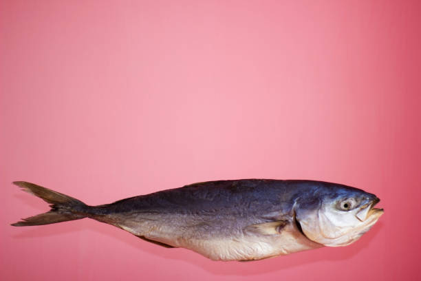 pescado de atún sobre un fondo rosado, seco salado - aislado - big eye tuna fotografías e imágenes de stock
