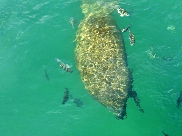 istock Manatee (Trichechus) swimming in a Florida lagoon with Sheepshead fish 1202110624