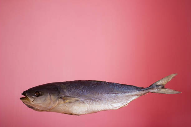 pescado de atún sobre un fondo rosado, seco salado - aislado - big eye tuna fotografías e imágenes de stock