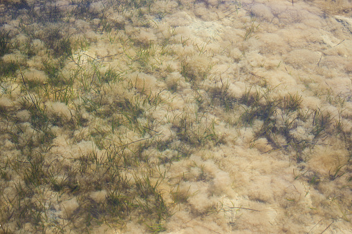 Algae underwater in shallow water, texture underwater world, sea