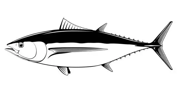Vector illustration of Albacore tuna fish black and white