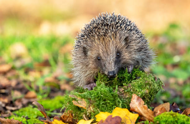 Hedgehog, wild, native, European hedgehog facing forward in natural woodland habitat with green moss and leaves. Hedgehog (Latin name: Erinaceus europaeus) wild, native  hedgehog in natural woodland habitat, with  green moss and grass.  Clean background.  Facing forward.  Close up. Horizontal.  Space for copy hedgehog stock pictures, royalty-free photos & images