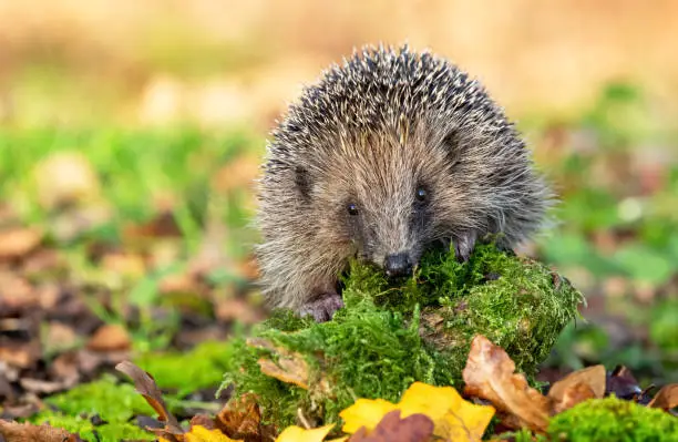 Hedgehog (Latin name: Erinaceus europaeus) wild, native  hedgehog in natural woodland habitat, with  green moss and grass.  Clean background.  Facing forward.  Close up. Horizontal.  Space for copy