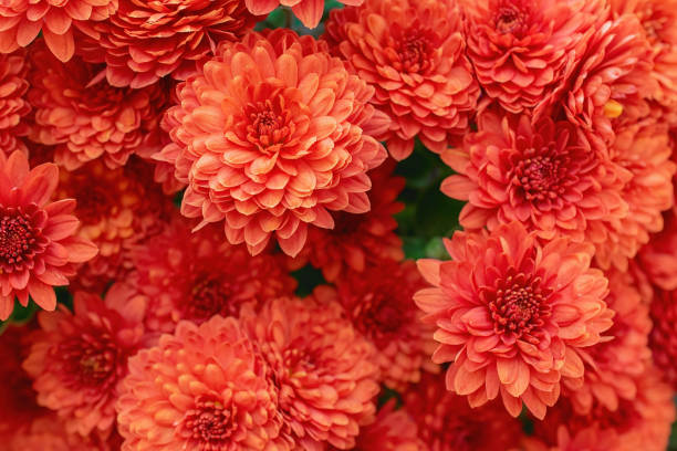 istock Orange chrysanthemum flowers as background. Colorful backdrop 1202114078