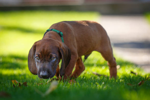 Dachshund dog in outdoor. Beautiful Dachshund standing on the green grass. Cute little dog on nature background