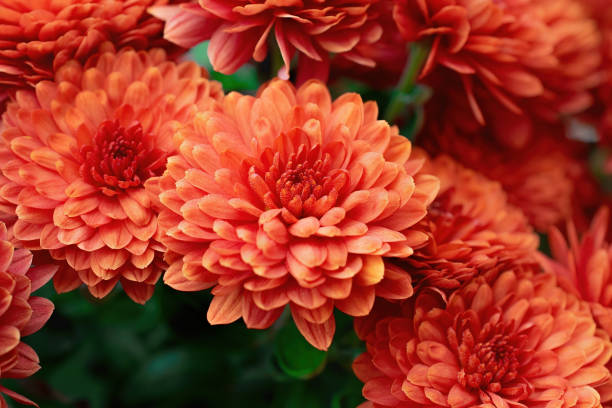 istock Orange chrysanthemum flowers as background. Colorful backdrop 1202114080