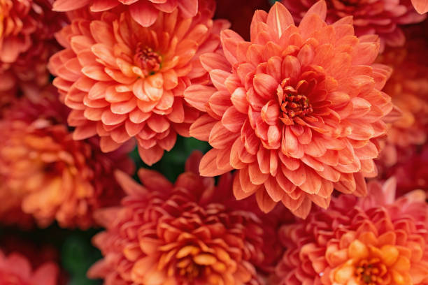 istock Orange chrysanthemum flowers as background. Colorful backdrop 1202114099