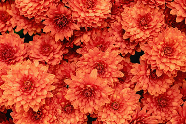 istock Orange chrysanthemum flowers as background. Colorful backdrop 1202114109