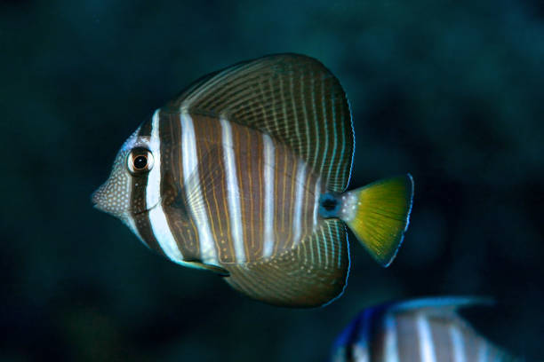 Red Sea sailfin tang or Desjardin's sailfin tang (Zebrasoma desjardinii) The Red Sea sailfin tang or Desjardin's sailfin tang (Zebrasoma desjardinii) is a marine reef tang in the fish family Acanthuridae. sailfin tang zebrasoma veliferum zebrasoma desjardinii stock pictures, royalty-free photos & images