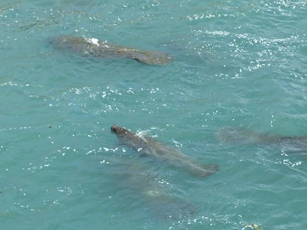 istock Manatees (Trichechus) - swimming in a Florida lagoon 1202115234
