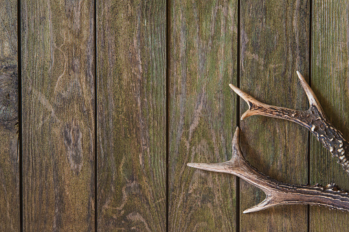 Deer antlers on old wooden planks. Space for text, flat lay