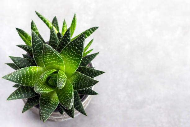Aloe Vera Plant In the Pot, focus on foreground