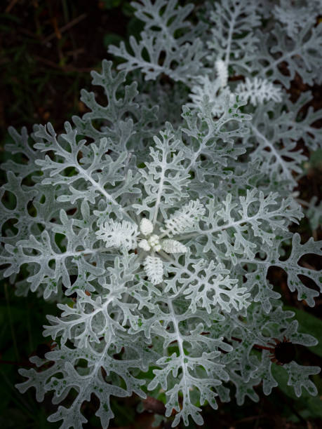 Silver Dust Dusty Miller Plant close up macro photo of flower in bloom in a city garden dusty miller photos stock pictures, royalty-free photos & images
