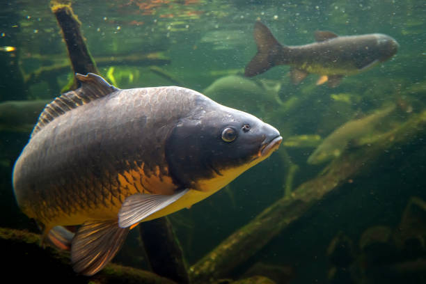 Freshwater fish carp (Cyprinus carpio) in the pond Freshwater fish carp (Cyprinus carpio) in the pond. Underwater shot in the lake. Wild life animal cypriniformes photos stock pictures, royalty-free photos & images