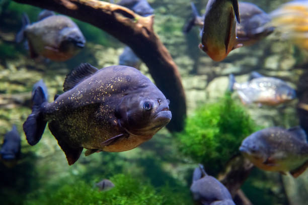istock Piranha fishes in a natural environment 1202117519