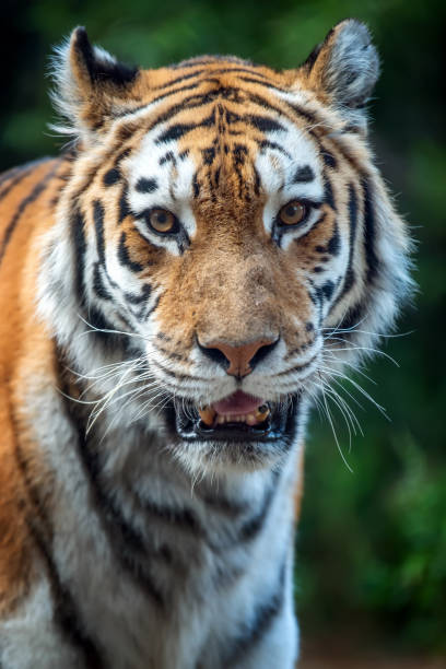 istock Tiger standing in grass looking at the camera 1202117542