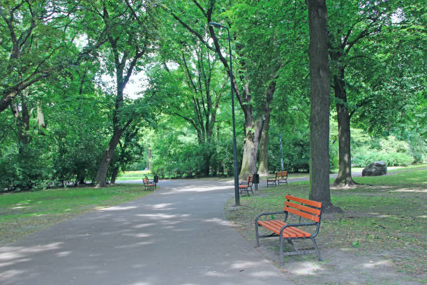 istock benches in beautiful park with many green trees 1202117979