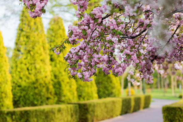 istock beautiful sunset alley and blooming sakura 1202120286
