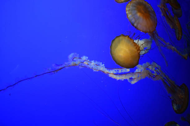 istock Jellyfish winning with tentacles stretching across 1202120873