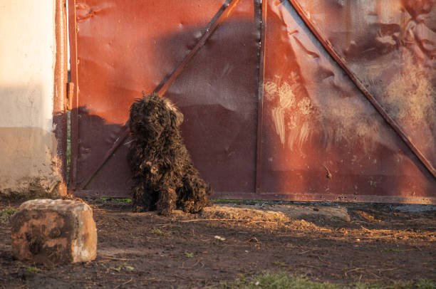 istock A black dog sits next to a brown gate 1202124032