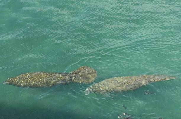 istock Manatees (Trichechus) - swimming in a Florida lagoon 1202124904