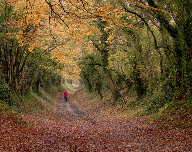 istock Tunnel of trees 1202125175