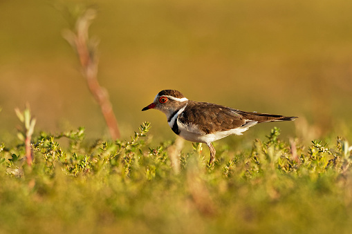 Three-banded Plover - Charadrius tricollaris small wader, resident in much of eastern and southern Africa and Madagascar, inland rivers, pools, and lakes. Red eye.