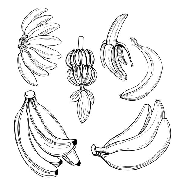 bananen. vektor-skizze-illustration. - banane stock-grafiken, -clipart, -cartoons und -symbole