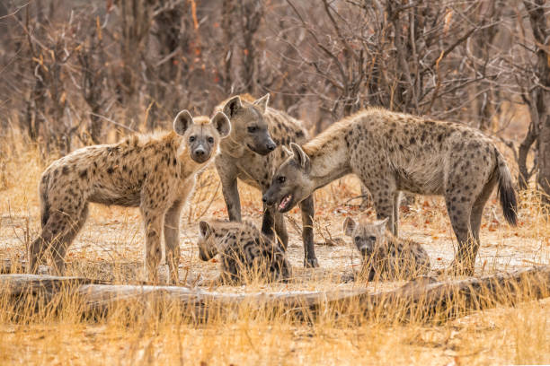 Hyenas (Crocuta crocuta) on the Khwai River in Botswana, Africa, Spotted hyena (Crocuta crocuta) on the Khwai River in Botswana, Africa, hyena photos stock pictures, royalty-free photos & images