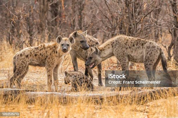 Hyenas On The Khwai River In Botswana Africa Stock Photo - Download Image Now
