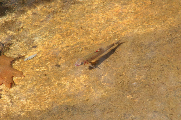 istock Small Fish in the Clear Water 1202125725