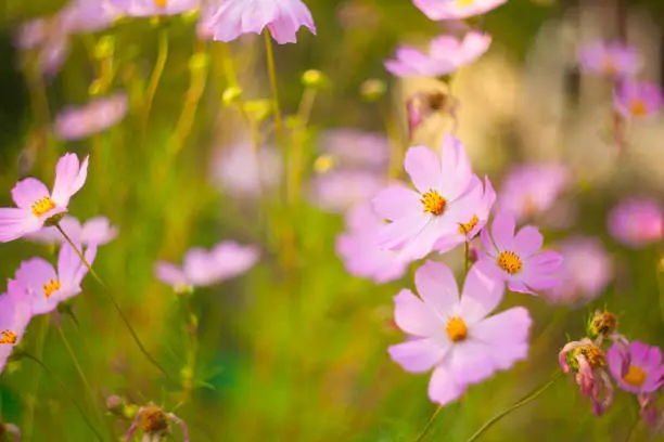 beautiful  pink  Cosmea on a green background