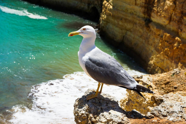 istock Seagull on a rock by the ocean 1202127205