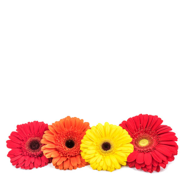 istock Four gerbera flowers isolated on white background. 1202127542